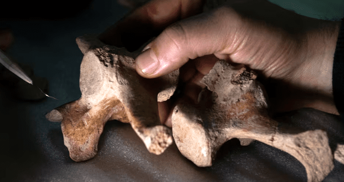 Evidence for earliest human presence revealed in southern South America