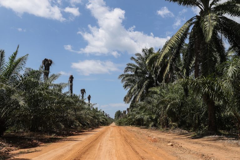 A red dirt road cuts through expansive oil palm plantations en route to the Garifuna settlement of Vallecito. Image by Christopher Clark for Mongabay.