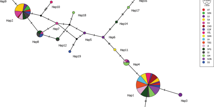 Genetic variability of Aedes aegypti (Diptera: Culicidae) in El Salvador and Honduras: presence of a widespread haplotype and implications for mosquito control | Parasites & Vectors