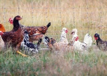 Hens in a paddock