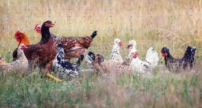 Hens in a paddock