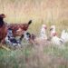 Hens in a paddock