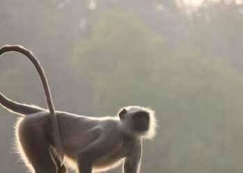 In Central America's Nicaragua, This Supernatural 'Monkey Witch' Haunts People