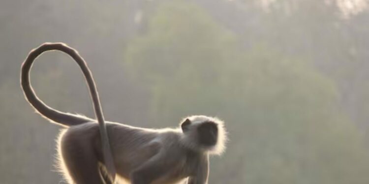 In Central America's Nicaragua, This Supernatural 'Monkey Witch' Haunts People