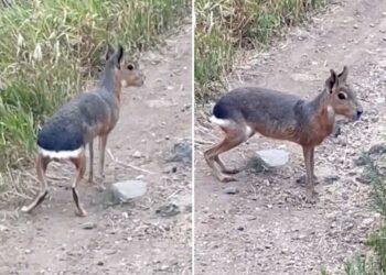 Patagonian mara, a rodent native to South America, spotted roaming around Colorado wilderness