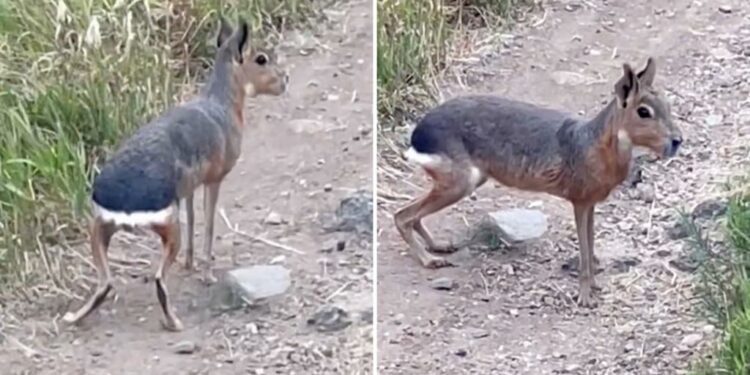Patagonian mara, a rodent native to South America, spotted roaming around Colorado wilderness