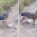 Patagonian mara, a rodent native to South America, spotted roaming around Colorado wilderness