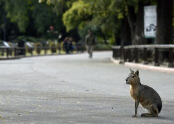 Patagonian mara spotted at Lakewood park