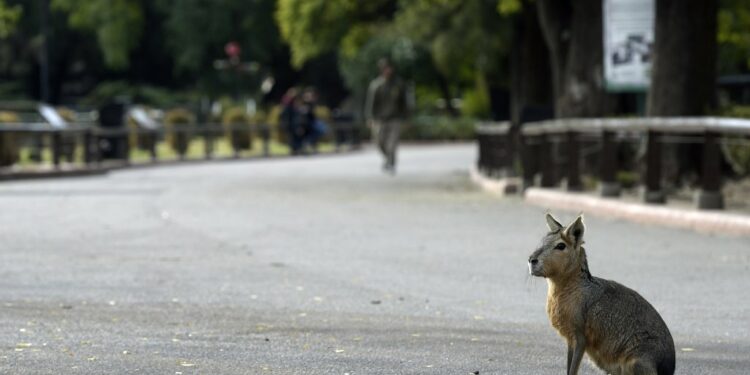 Patagonian mara spotted at Lakewood park