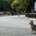 Patagonian mara spotted at Lakewood park