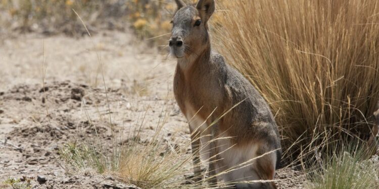 Patagonian mara spotted in Bear Creek Lake Park