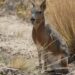 Patagonian mara spotted in Bear Creek Lake Park