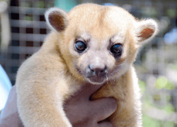 Rare & Exotic Animal Native to Central and South America Found at Washington Rest Stop