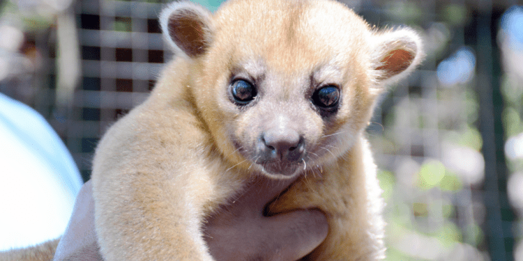 Rare & Exotic Animal Native to Central and South America Found at Washington Rest Stop