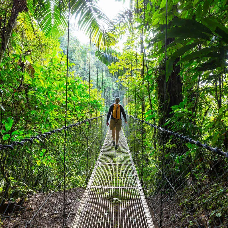 A Male Tourist Crossing A Suspended Bridge In The Jungle During A Hiking Trail, Costa Rica, Central America