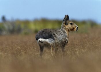 Photo by Gilles MARTIN/Gamma-Rapho via Getty Images...