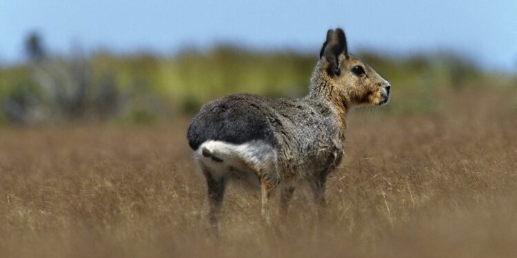 Photo by Gilles MARTIN/Gamma-Rapho via Getty Images...