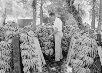 The Conquest of Honduras Part 1: Swords and Buzzards (Fortune, United Fruit, 1933)