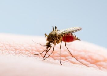 Woman dies 'bleeding from nose, gums and vagina' after catching Oropouche virus as cases 'silently surge'