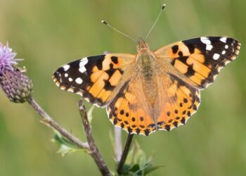 Biological Detective Work Confirms Butterfly’s Transatlantic Flight Pattern