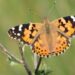 Biological Detective Work Confirms Butterfly’s Transatlantic Flight Pattern
