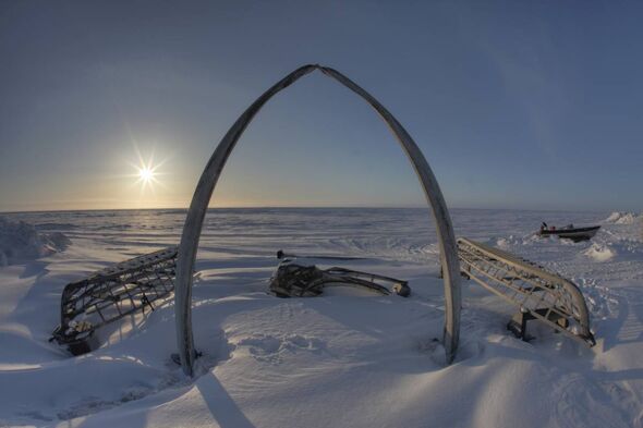 The ribs of a bowhead whale arranged into an arch in the snow