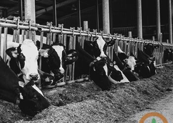 U.S. dairy industry aligns with South American ag groups