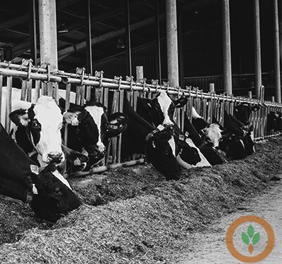 U.S. dairy industry aligns with South American ag groups