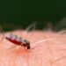 Oropouche virus health alert issued in Latin America