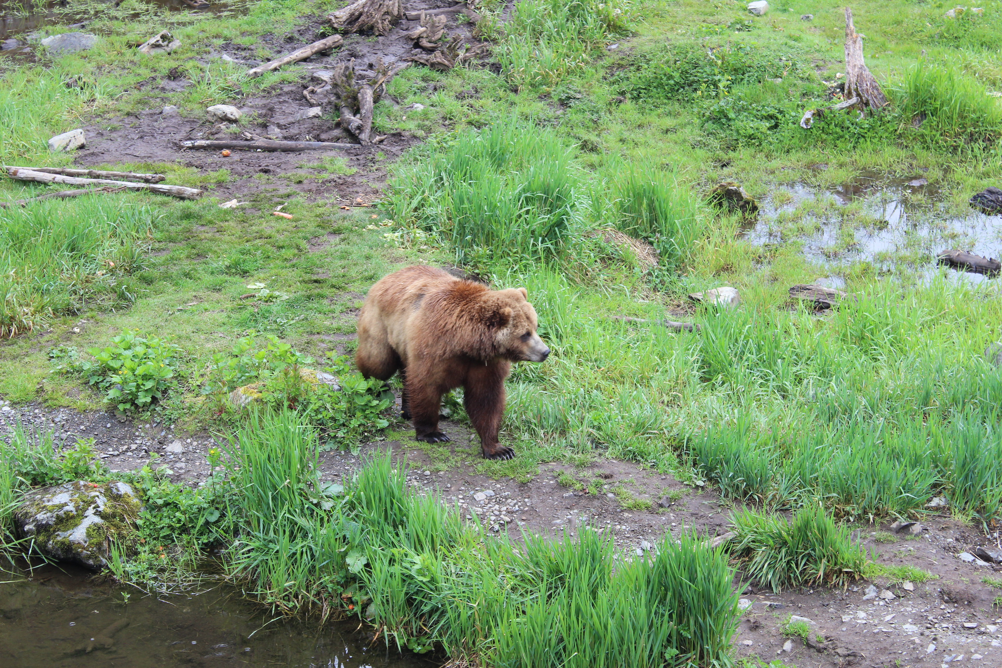 Seeing grizzly bears up close at Fortress of the Bear