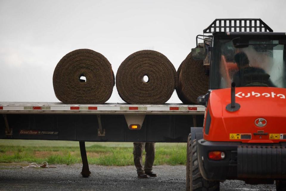 Rolls of freshly harvested sod sit on a truck bed ready for delivery at the farm for Carolina Green Corporation in Fairview, NC on Friday, July 26, 2024. Carolina Green Corp grows premium sod, works with Charlotte FC, Carolina Panthers, Kansas City Chiefs and many more college and professional teams across the country.