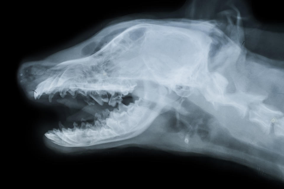 X-ray of dog skull