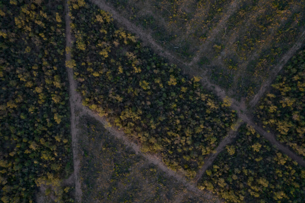 The Gran Chaco is the second largest forest in South America after the Amazon. Credit: Periodistas por el Planeta/Abogados Ambientalistas