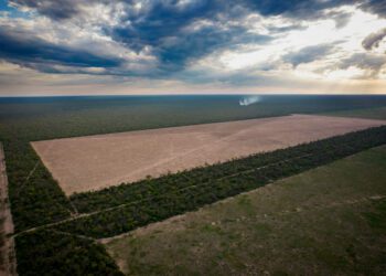 Fighting for the Native Forest of the Gran Chaco in Argentina