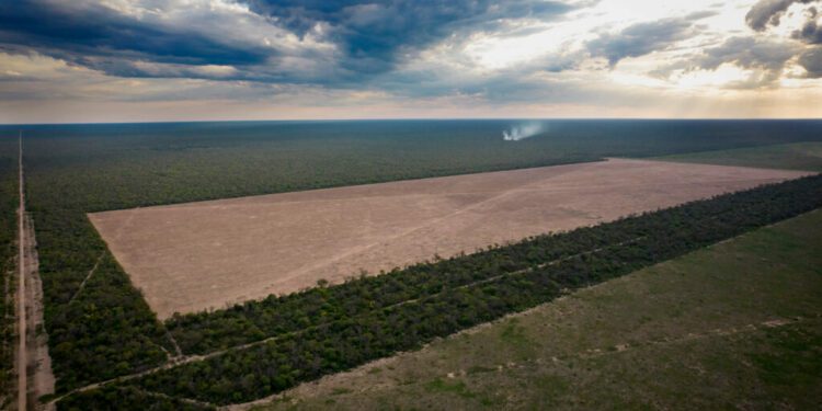 Fighting for the Native Forest of the Gran Chaco in Argentina