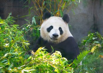 Giant pandas return to California for the first time since 2019