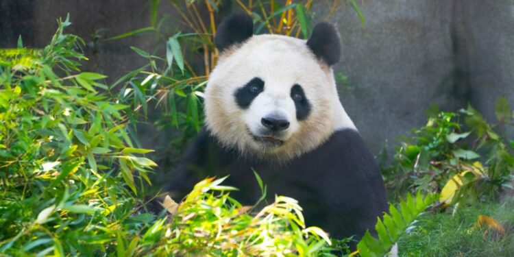 Giant pandas return to California for the first time since 2019