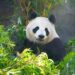 Giant pandas return to California for the first time since 2019