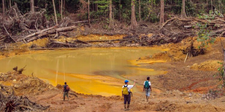 Mining gold in the greenstone belt of Panamazonia