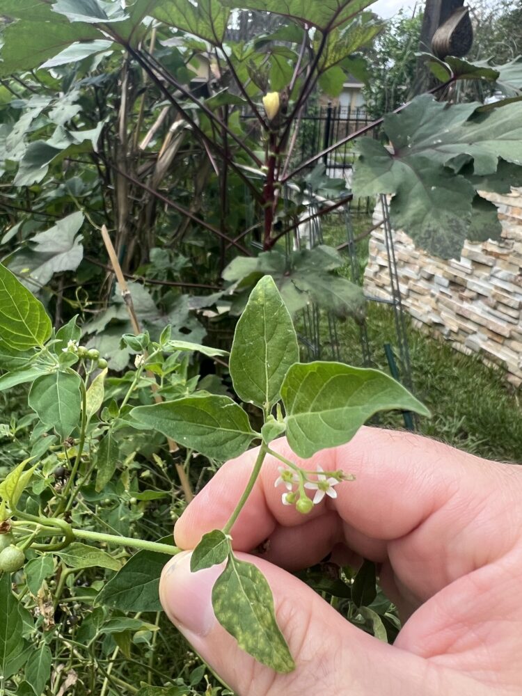 American Black nightshade plant