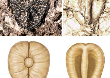 Discovery of 60-Million-Year-Old Seeds Unveils Ancient Plant Secrets