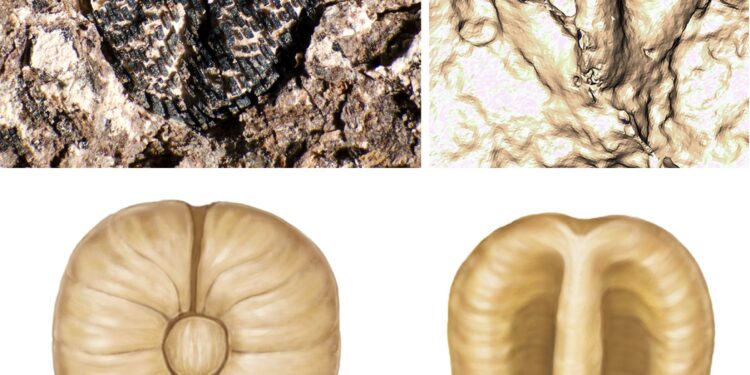 Discovery of 60-Million-Year-Old Seeds Unveils Ancient Plant Secrets