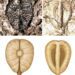 Discovery of 60-Million-Year-Old Seeds Unveils Ancient Plant Secrets