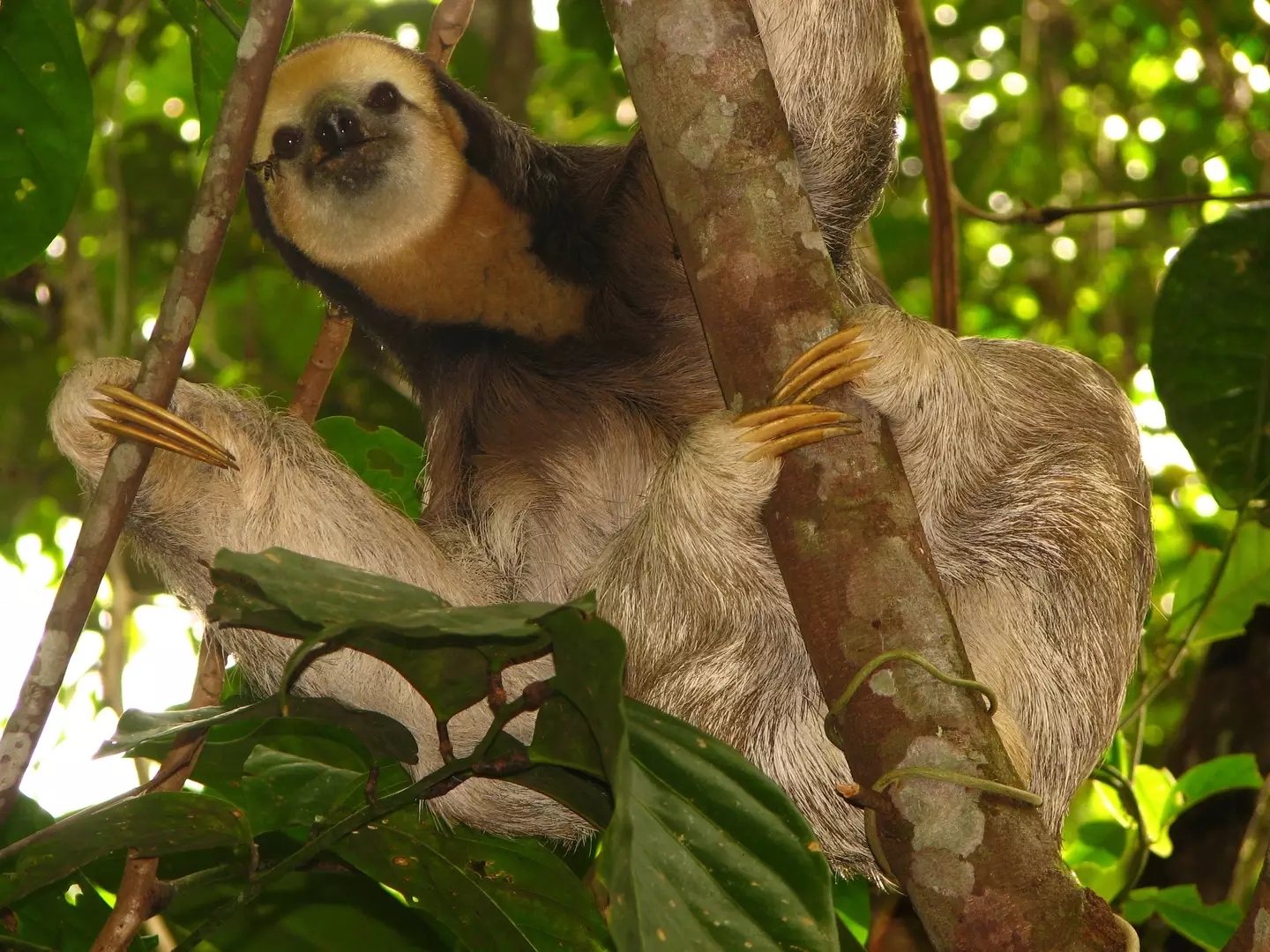 The Oropouche virus is called 'sloth fever' after being first found in pale-throated sloths. (Getty Stock Image)