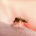 Outbreak of insect-borne illness in South America linked with fatalities – as first-ever cases confirmed in Europe