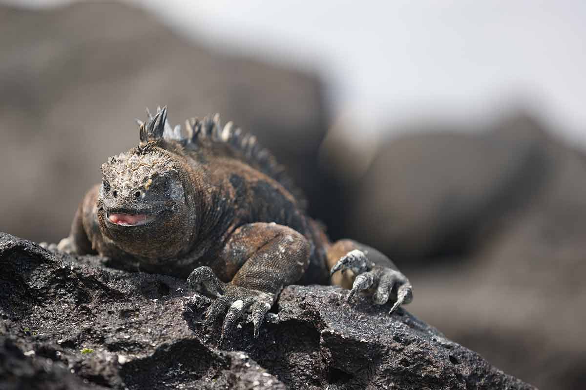 best beaches in ecuador south America - a Galapagos Iguana heating itself in the sun resting on rock