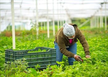 Mexico now is world's 7th largest food exporter