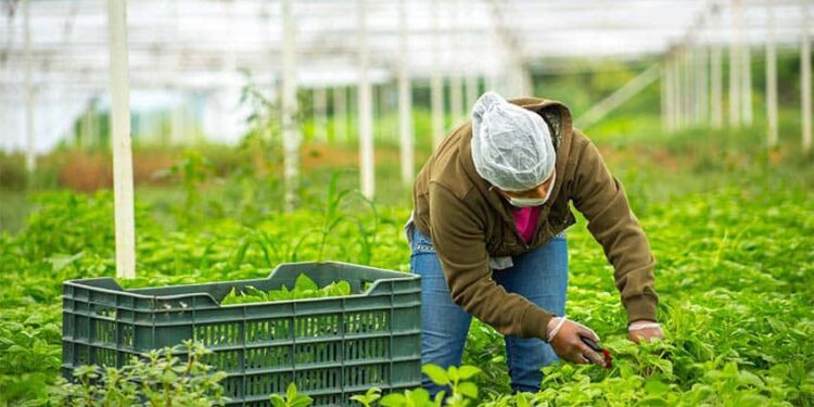 Mexico now is world's 7th largest food exporter