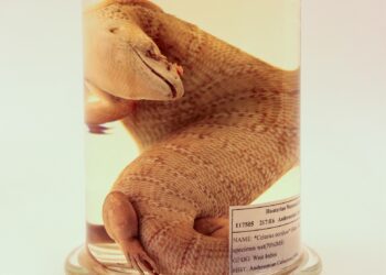 How A 170-Year-Old Lizard Finally Came Home To Jamaica