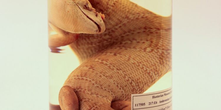 How A 170-Year-Old Lizard Finally Came Home To Jamaica